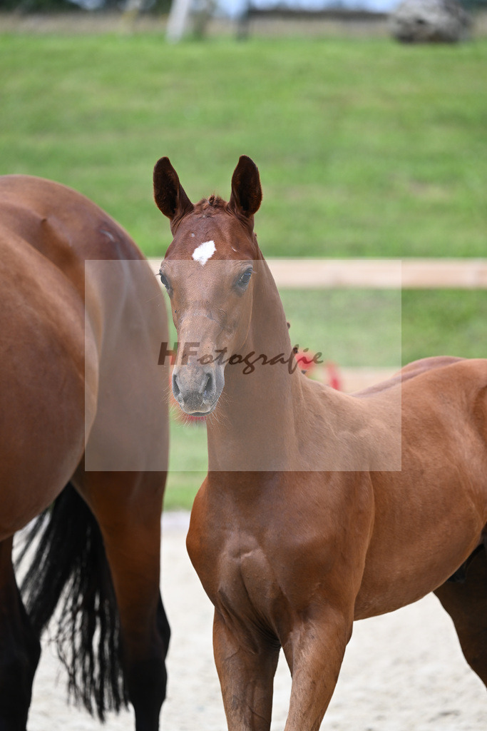 Kat-Nr. 19 HF Diamant van Klapscheut Z x Carembar de Muze_Feigl_28230304 | hf-fotografie - Realizzato con Pictrs.com