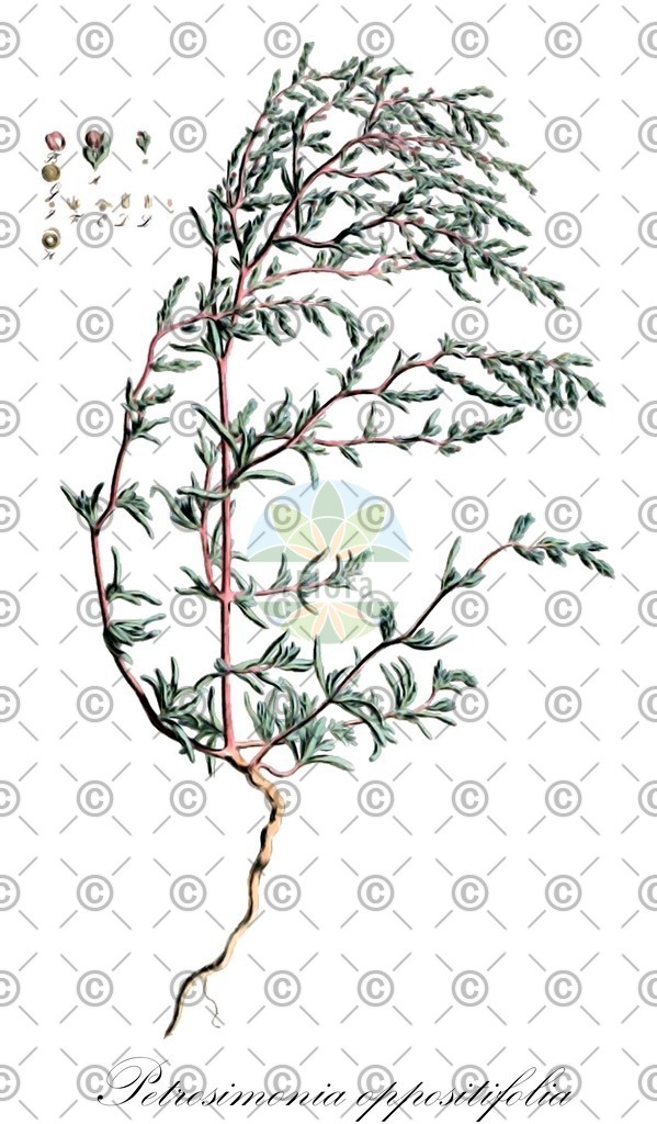 HistAbb_wfo-0000213928_1_ENZY_Simple | Historische Abbildung von Petrosimonia oppositifolia - Amaranthaceae | Historical Illustration of Petrosimonia oppositifolia - Amaranthaceae