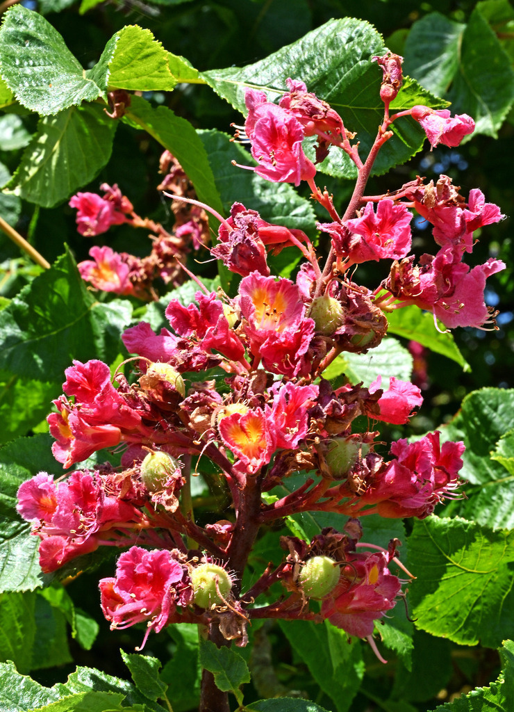 RoteKastanie01h | lucisnaturbilder - Realisiert mit Pictrs.com