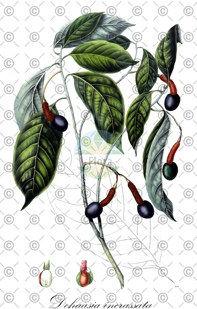HistAbb_wfo-0000639274_1_ENZY_Simple | Historische Abbildung von Dehaasia incrassata - Lauraceae | Historical Illustration of Dehaasia incrassata - Lauraceae