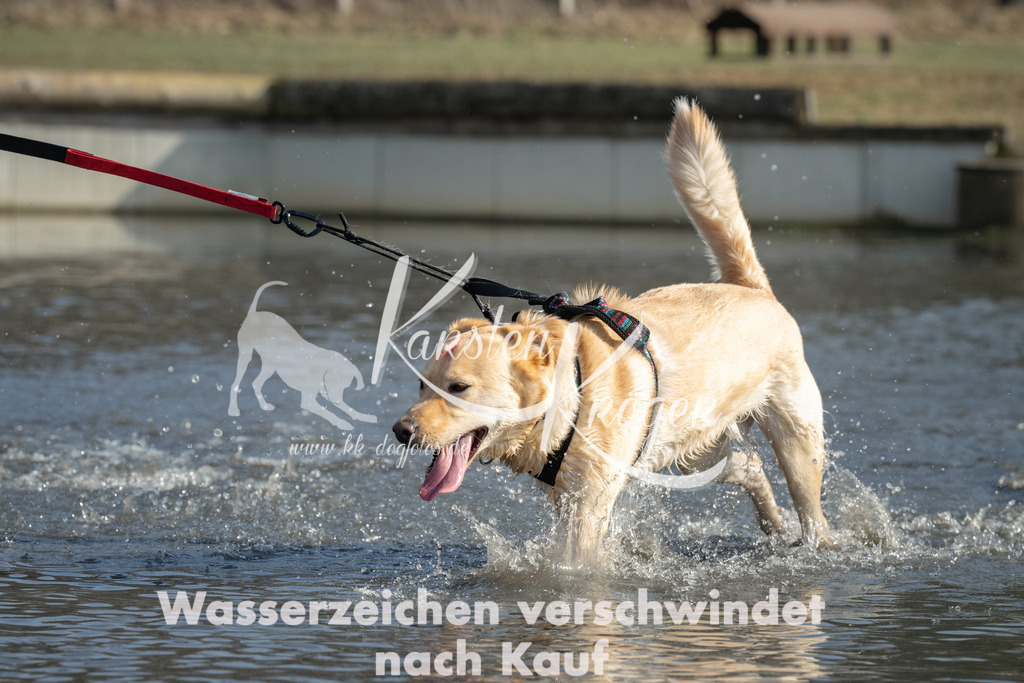 1354_ZZ98685 | kk-dogfotos