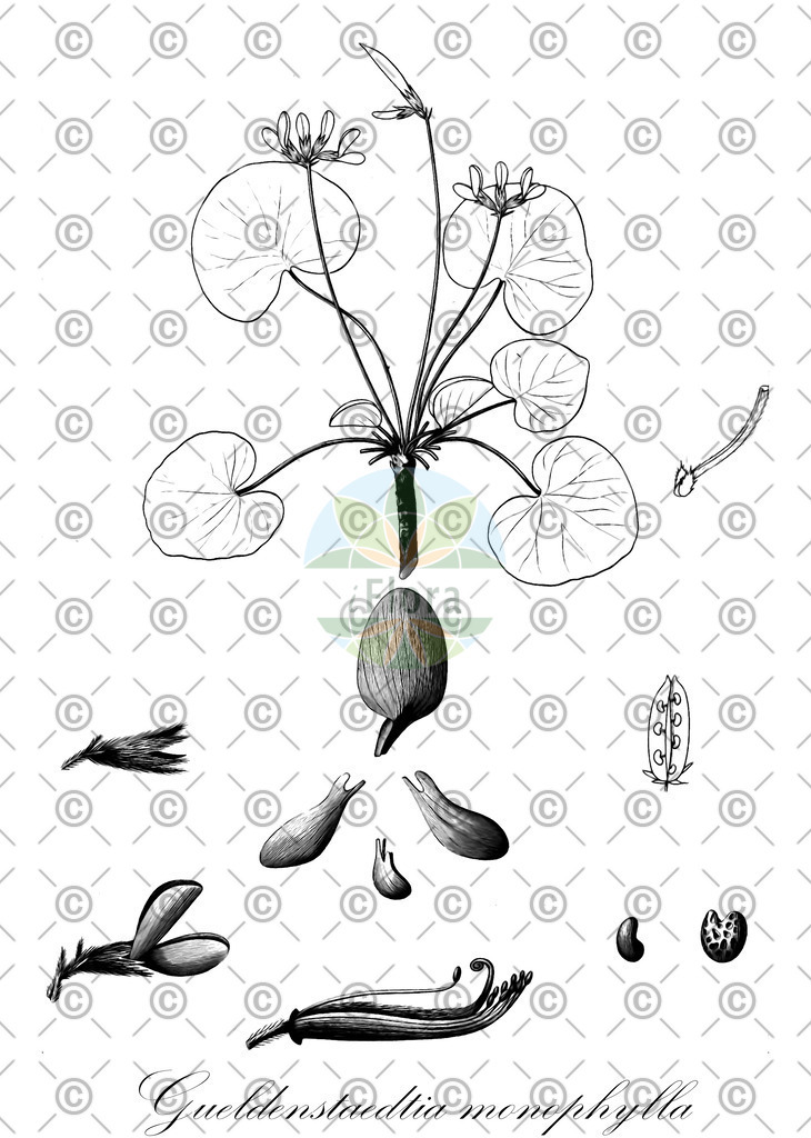 HistAbb_wfo-0000976306_1_ENZY_Simple | Historische Abbildung von Gueldenstaedtia monophylla - Fabaceae | Historical Illustration of Gueldenstaedtia monophylla - Fabaceae