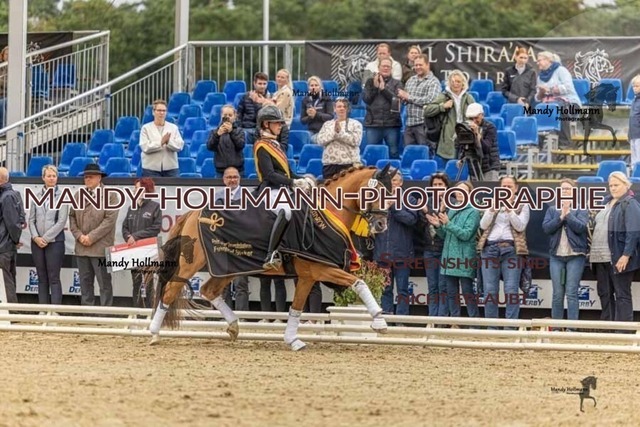 30-8-26 4j Hengste-474 | mandyhollmannphotographie
