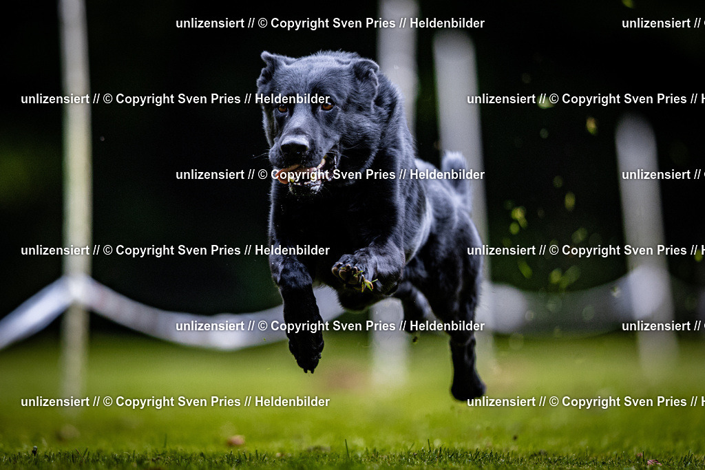 Sven Pries | 2025-10-03 - Hunderennen Obergrombach - Realisiert mit Pictrs.com