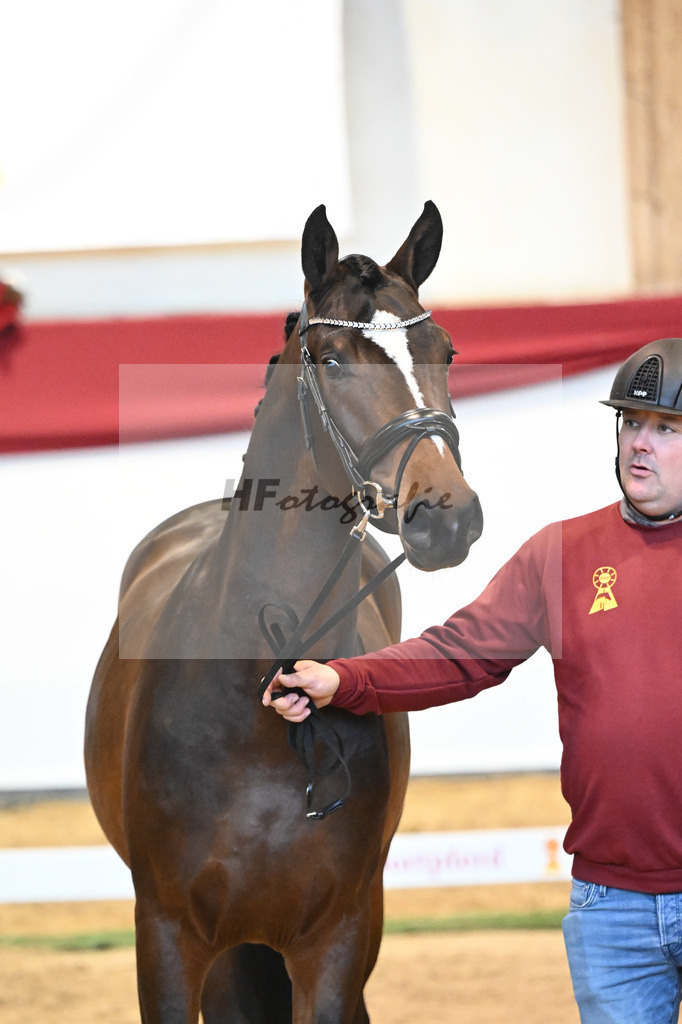 Kat-Nr. 7 Bon Vivaldi x Florencio I_Kornes_43231767 | hf-fotografie - Realisiert mit Pictrs.com