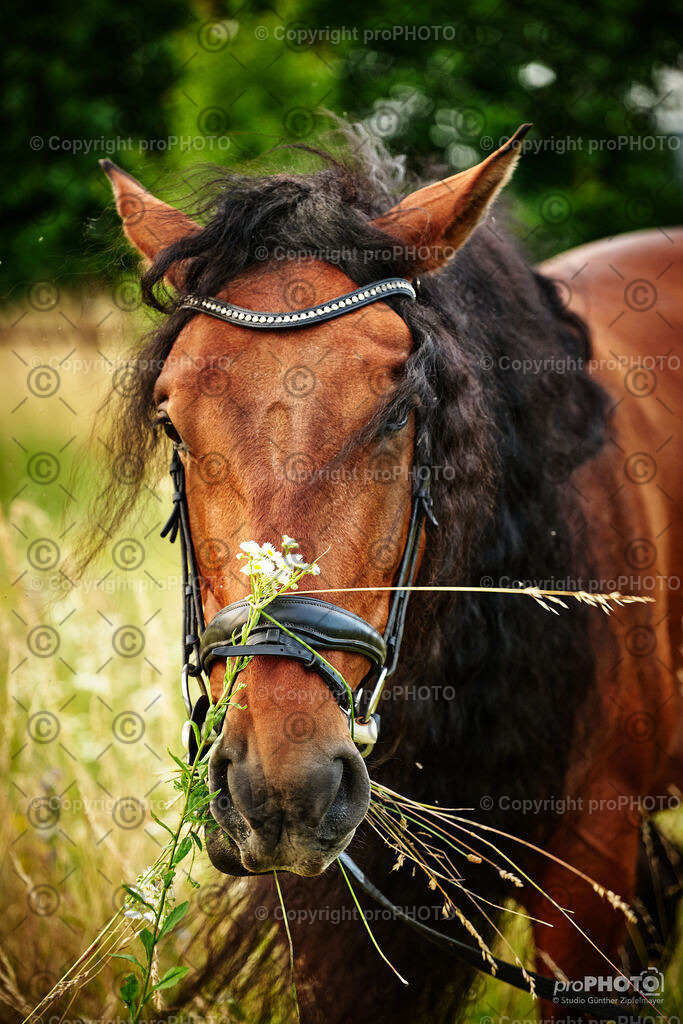 106_202406_Niki-Herodes_NZ9_9861 | proPHOTO - Realisiert mit Pictrs.com