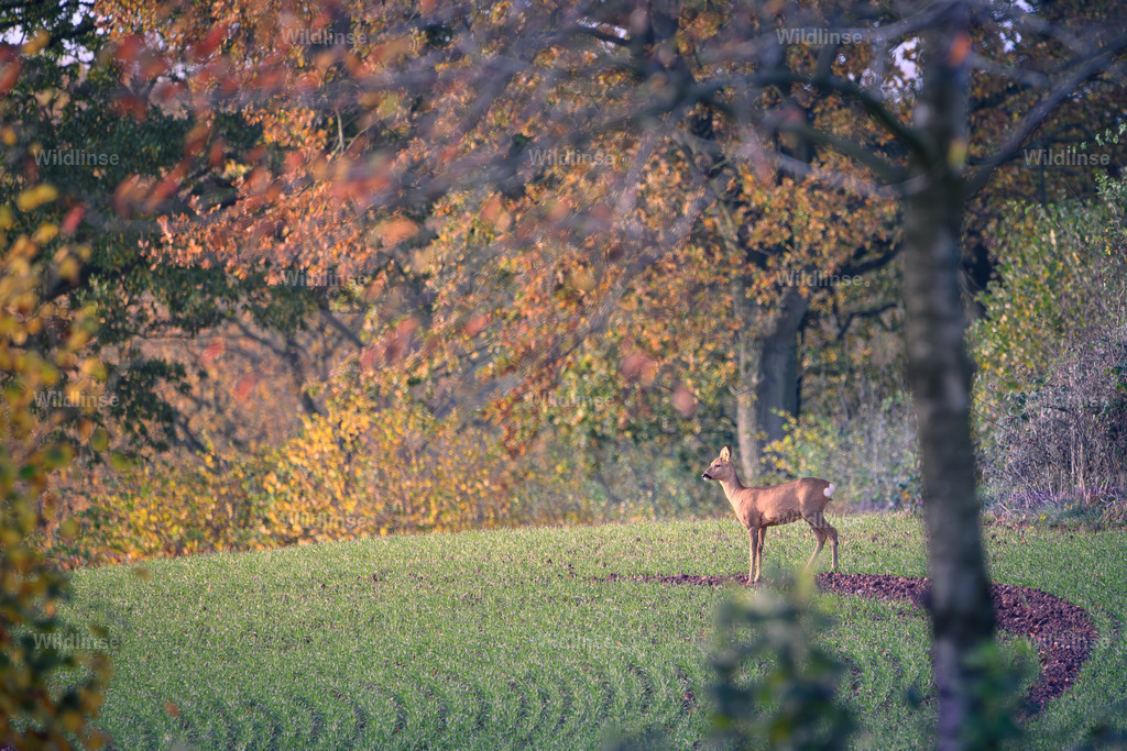 Wildlinse-241102-1 | Willkommen bei Wildlinse. Wildtierfotografien aus Schleswig-Holstein: Entdecke einzigartige Fine-Art-Prints und Poster, die Ruhe, Wildnis und die Schönheit unserer heimischen Tierwelt in dein Zuhause bringen. - Realisiert mit Pictrs.com