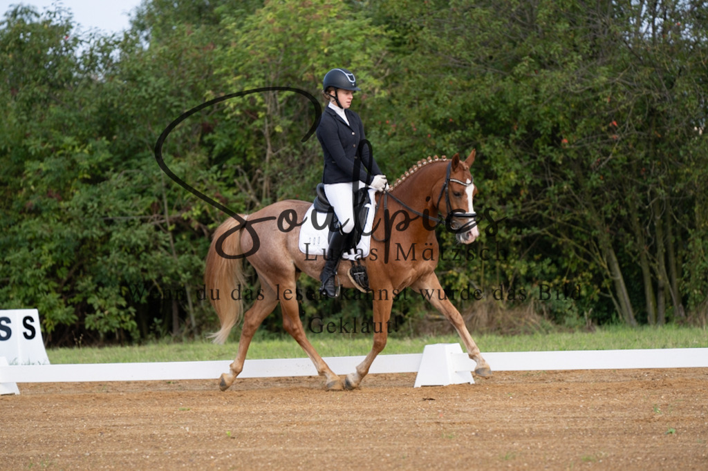 A7V03665 | Pferdefotograf