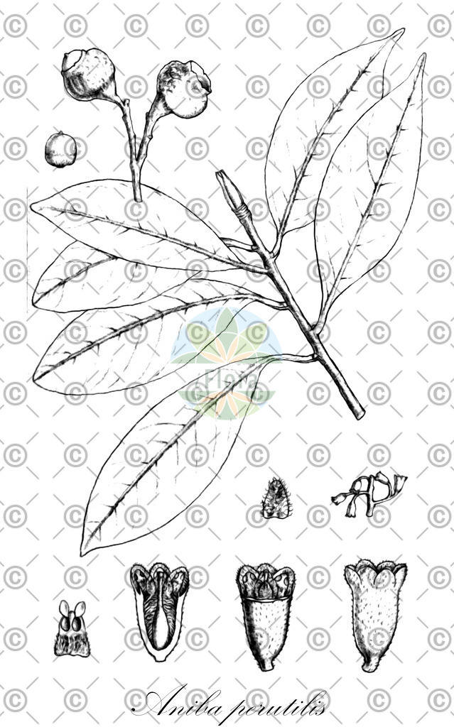 HistAbb_wfo-0000340092_1_ENZY_Simple | Historische Abbildung von Aniba perutilis - Lauraceae | Historical Illustration of Aniba perutilis - Lauraceae