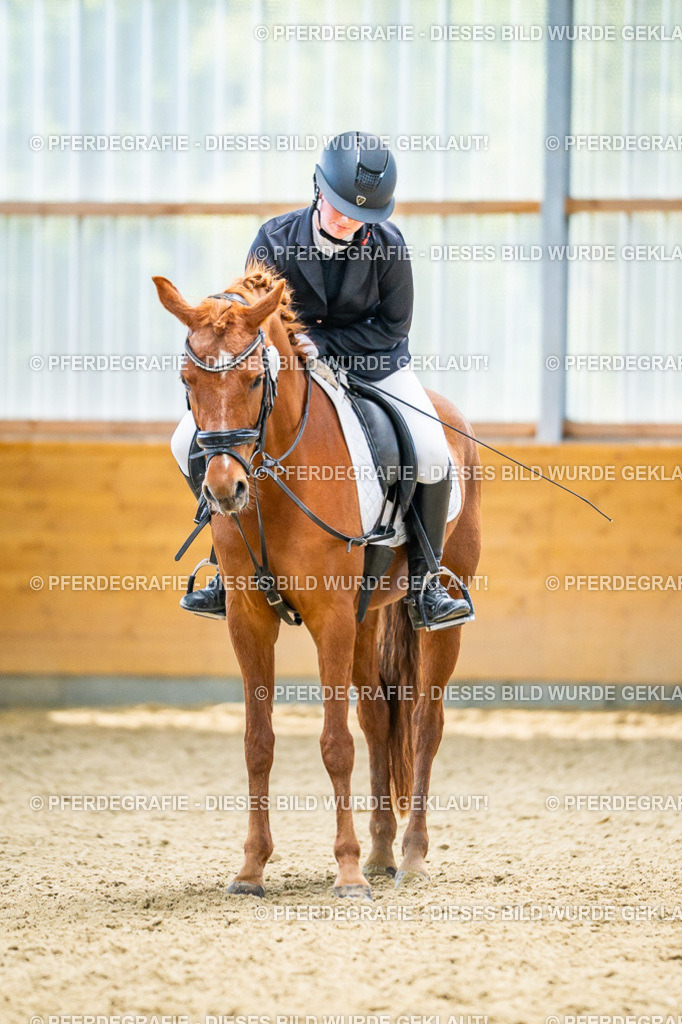 DSC05059 | Pferdegrafie