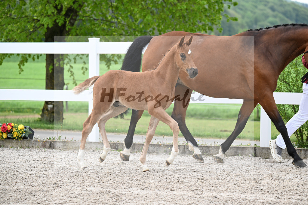Kat-Nr. 2 HF Diamant de Semilly x Cascadello I_Eberhardt_23260009 | hf-fotografie - Realisiert mit Pictrs.com