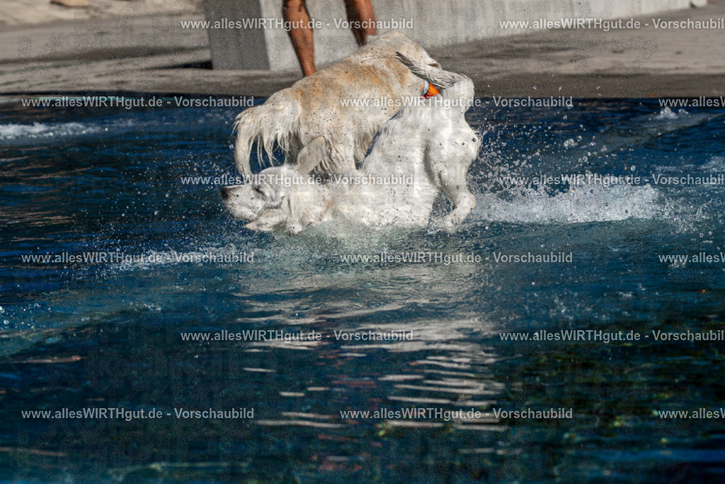 Hundeschwimmen_Volksbad_2026-allesWIRTHgut_Tierfotografie-2609061057-FAY06058 | Professionelle Tierfotografie in Mönchengladbach von Daniel Wirth (allesWIRTHgut). Liebevolle & natürliche Bilder von Hunden & Katzen für unvergessliche Erinnerungen.