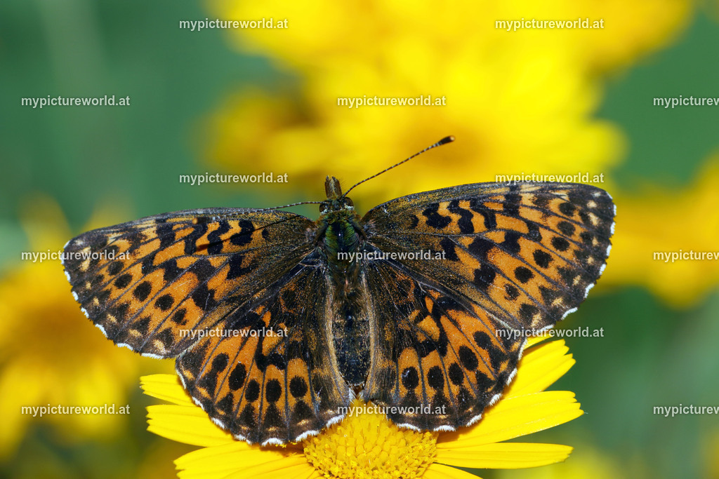 Boloria titania-002 | Das Bilderarchiv über Tiere, Planzen und Landschaften. In der Bilddatenbank finden Sie ein große Auswahl an hochwertigen Bilder für Ihre Werbung - Realized with Pictrs.com