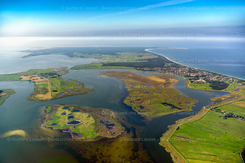 4061769 | Oie, Große Kirr, Nationalpark Vorpommersche BoddenlandschaftZINGST 08.09.2021 Salzgrasland- Inseln und Vogelschutz- Gebiet in Zingst an der Ostseeküste im Bundesland Mecklenburg-Vorpommern, Deutschland.