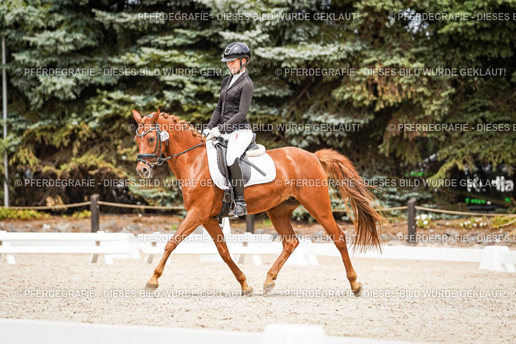 DSC04216 | Pferdegrafie