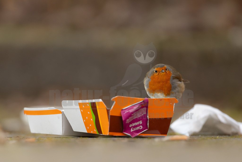 R5M24978_20251226-2 | Ein Rotkehlchen (Erithacus rubecula) steht auf dem Boden neben weggeworfenen Fast-Food-Verpackungen, darunter ein geöffneter Behälter und eine Packung Currysauce. Das Rotkehlchen blickt direkt in die Kamera, während es sich in der Nähe des menschlichen Abfalls aufhält, möglicherweise auf der Suche nach Nahrung. - Realisiert mit Pictrs.com