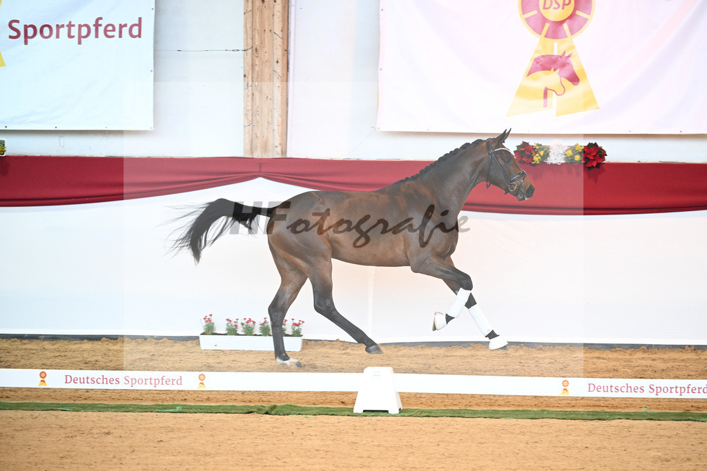 Kat-Nr. 6 Bon Joker x Fuerst Fohlenhof_Koch_43230162 | hf-fotografie - Realisiert mit Pictrs.com