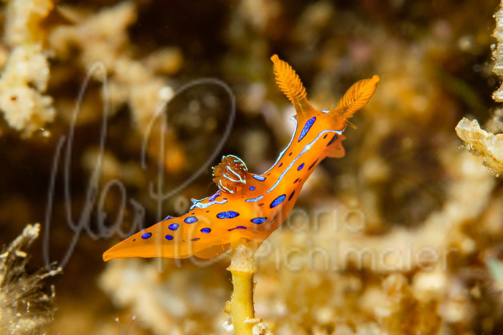 Polycera elegans | marpic - Realisiert mit Pictrs.com