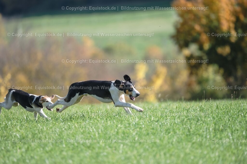 20251011_Jagd-Marbach_0392 | Foto: Thomas Hartig