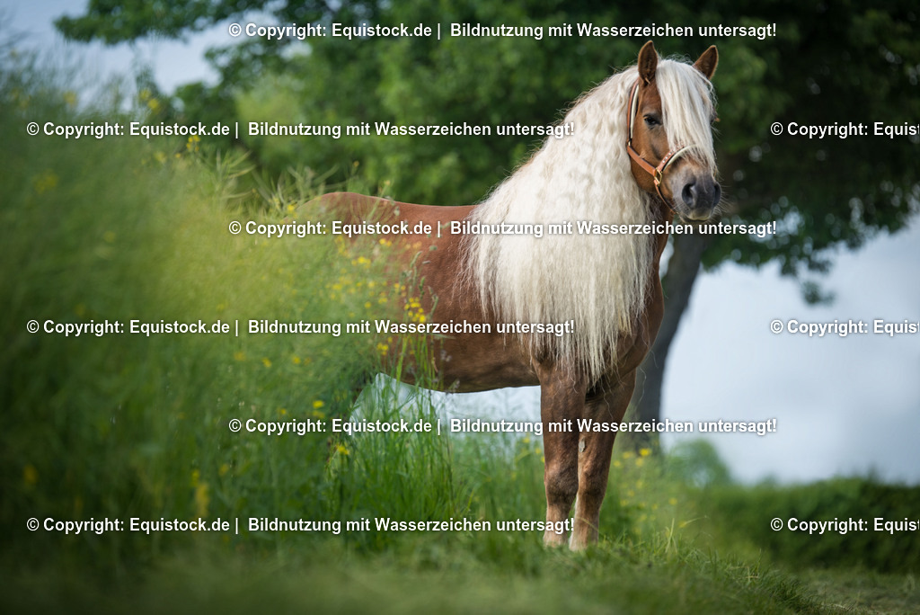 20150527_TOMsPiC_0163 | equistock