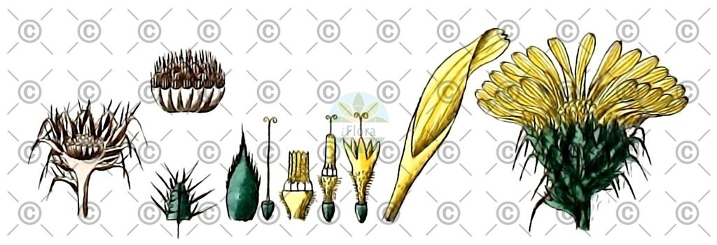 HistAbb_3XBQ_1_ENZY_Simple | Historische Abbildung von Cullumia ciliaris - Asteraceae | Historical Illustration of Cullumia ciliaris - Asteraceae