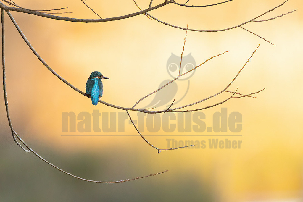 R6NF0559_20251121 | Der Bildershop von www.natur-focus.de bietet ihnen den einfachen Kauf von Bildmaterial per Download aus allen Bereichen der Natur. In den Galerien finden sie Landschaftsfotos, Tierbilder und natürlich auf Pflanzenfotos. - Realisiert mit Pictrs.com