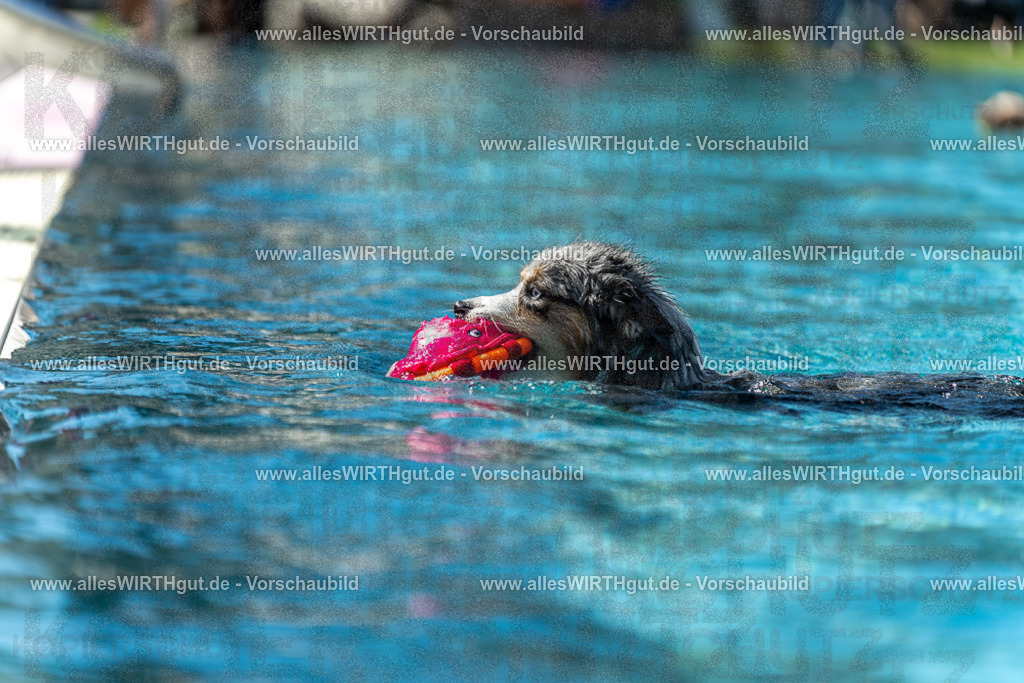 Hundeschwimmen_Volksbad_2026-allesWIRTHgut_Tierfotografie-2609061212-112225-7R500288 | Professionelle Tierfotografie in Mönchengladbach von Daniel Wirth (allesWIRTHgut). Liebevolle & natürliche Bilder von Hunden & Katzen für unvergessliche Erinnerungen.