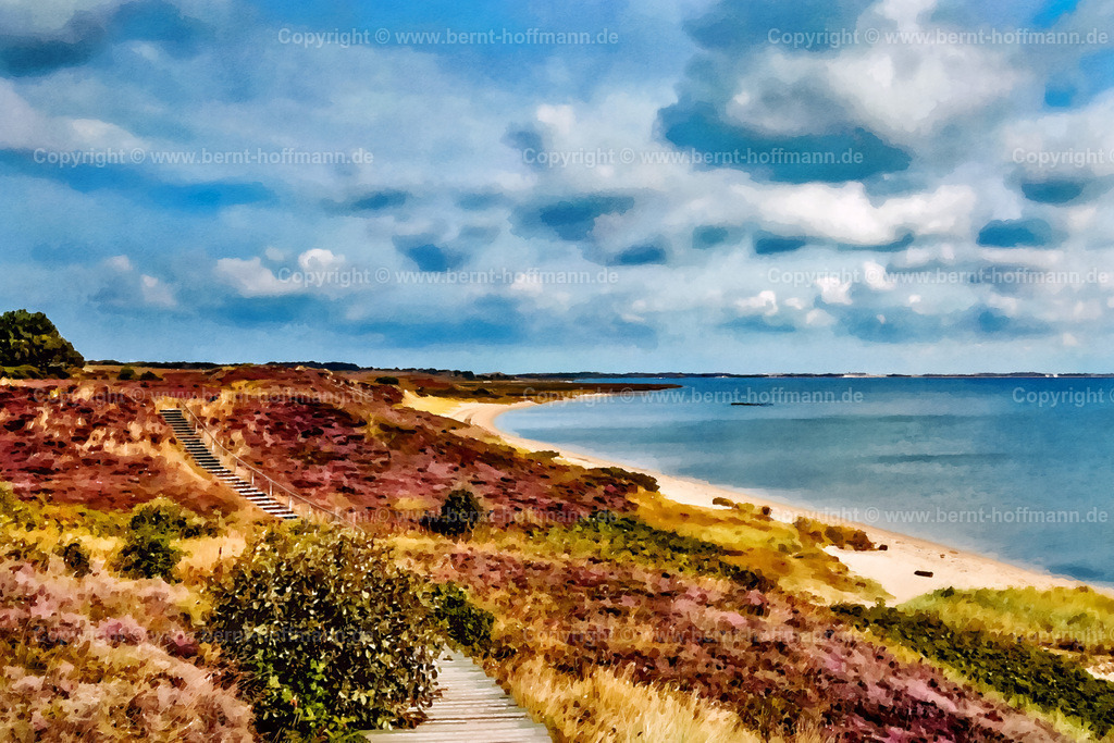PDM2_2409_BraderupHeide_180x120 | DIGITALKUNST. Braderuper Heide. __ Holzbohlenweg an der Ostküste der Insel Sylt - führt durch die blühende Heidelandschaft in Braderup. - Realisiert mit Pictrs.com