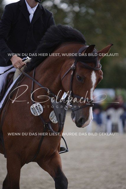 1J2A4521Alexander Liebe_ Can_t Touch This III HS_ Kn098_ Havekost | Foto- und Videografie für alles rund ums Pferd. Hochwertige Bilder und Videos vom Spring- und Dressurreiten, Voltigieren & mehr. Jetzt aktuelle Veranstaltungen und Preise im Shop ansehen. - Realisiert mit Pictrs.com