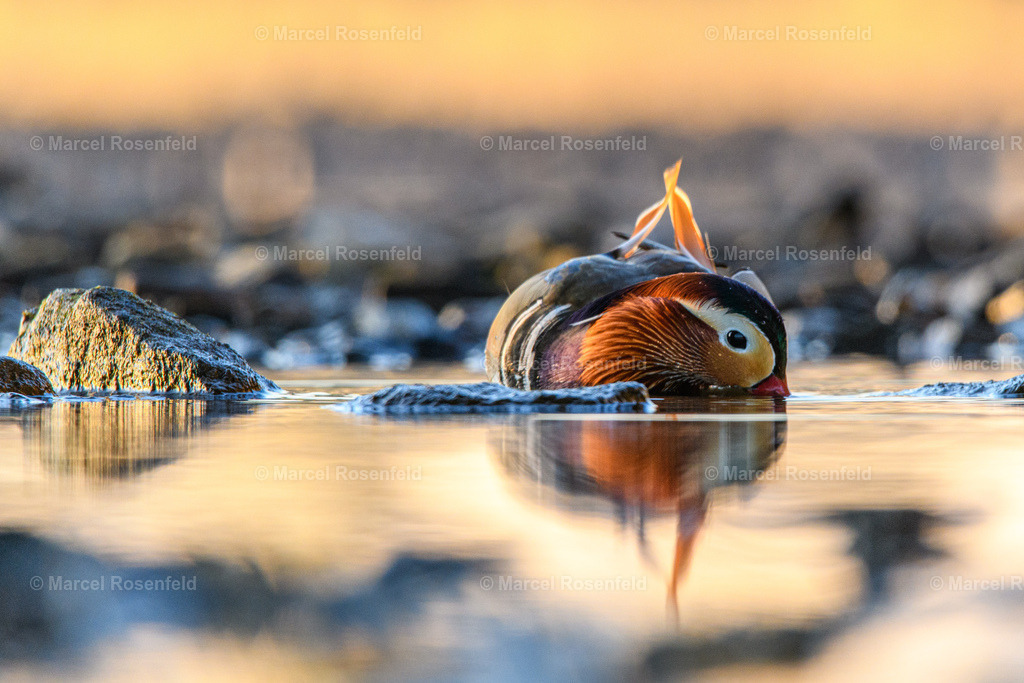 _DSC4185 | foto-rosenfeld