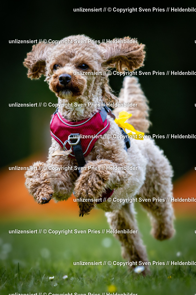 Sven Pries | 2026-05-14 - Hunderennen KA Durlach Vatertag 2026 - Realisiert mit Pictrs.com
