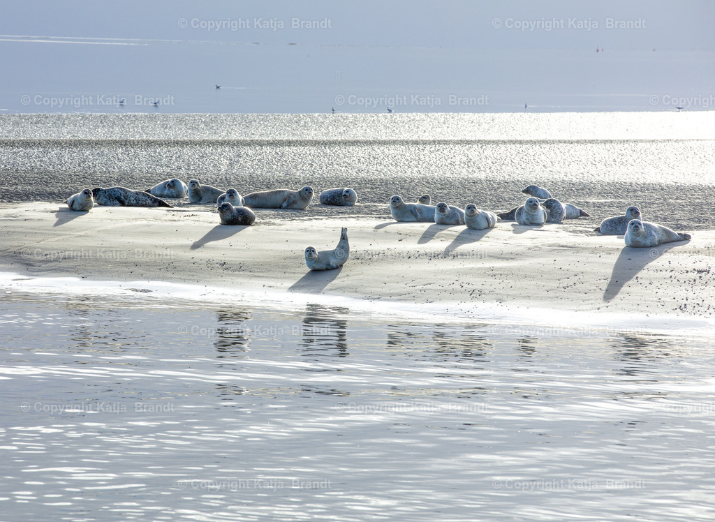 seehunde5H1A9948 | Katja Brandt 