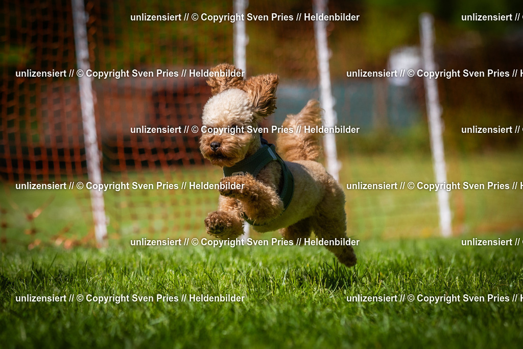Hunderennen_April_2026_669 | 2026-04-26 - Hunderennen Baden-Oos April 2026 - Realisiert mit Pictrs.com