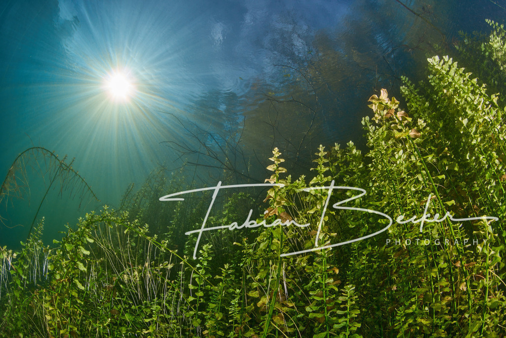 Traumwelt | Einzigartige Wandbilder von faszinierenden Unterwasserwelten. Exklusive Kunst für Empfangsbereiche, Wohnraum oder Wartezimmer. - Realisiert mit Pictrs.com