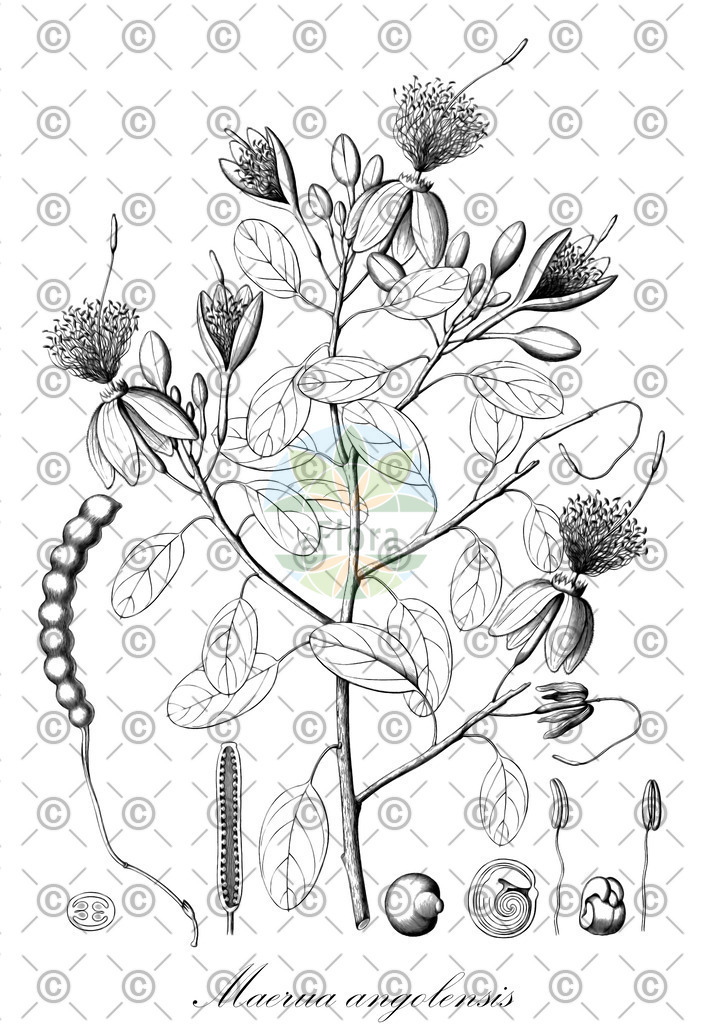 HistAbb_wfo-0000375739_2_ENZY_Simple | Historische Abbildung von Maerua angolensis - Capparaceae | Historical Illustration of Maerua angolensis - Capparaceae