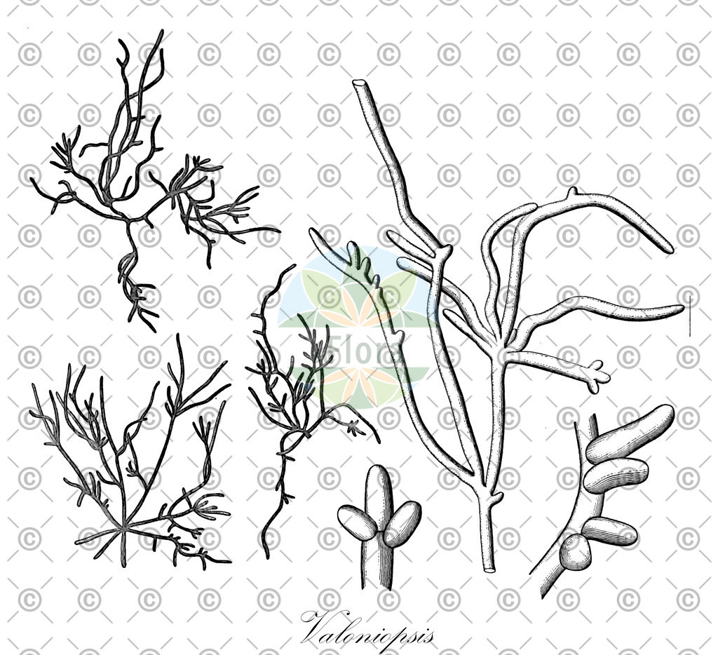HistAbb_wfo-0000185036_1_ENZY_Simple | Historische Abbildung von Valoniopsis - Valoniaceae (0) | Historical Illustration of Valoniopsis - Valoniaceae (0)