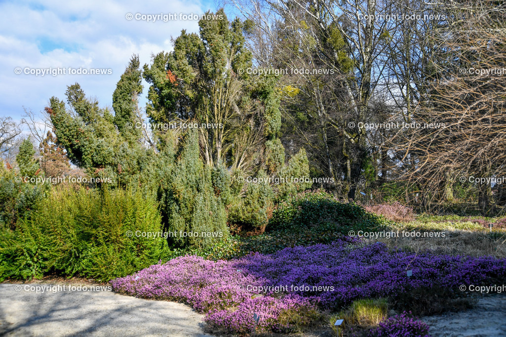 Botanischer Garten_ Friedrich Schwarz_ 08.03.2022-2 | 08.03.2022, Linz, AUT, Botanischer Garten Linz, im Bild Heidekraut, Erika