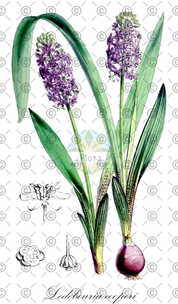 HistAbb_wfo-0000444252_1_ENZY_Simple | Historische Abbildung von Ledebouria cooperi - Asparagaceae | Historical Illustration of Ledebouria cooperi - Asparagaceae