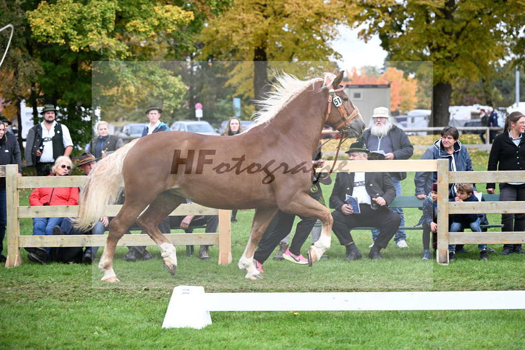 Kat-Nr. 51 Coco v. Valdero_Lichtenegger_41251206 | hf-fotografie - Realizzato con Pictrs.com
