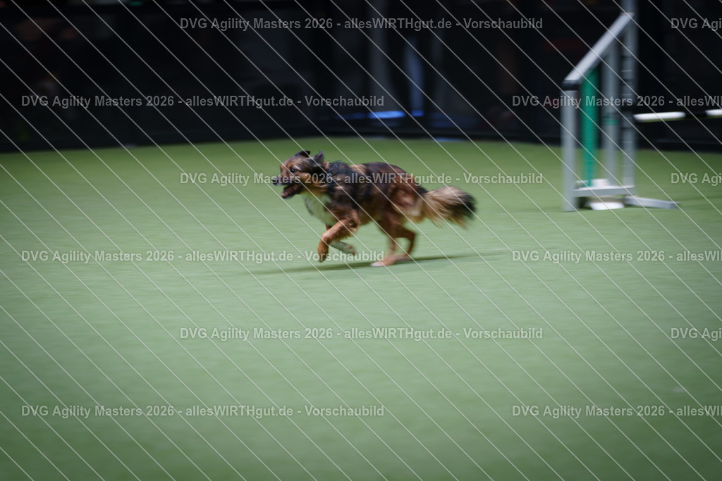 allesWIRTHgut_Tierfotografie-DVG_Agility_Masters_2026-15_03-7R506024 | Professionelle Tierfotografie in Mönchengladbach von Daniel Wirth (allesWIRTHgut). Liebevolle & natürliche Bilder von Hunden & Katzen für unvergessliche Erinnerungen.