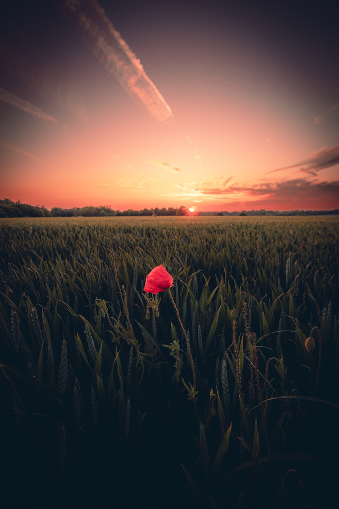 Mohnblume  | Mohnblume beim Sonnenuntergang  - Realisiert mit Pictrs.com