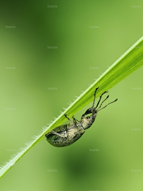 Grünrüssler(Phyllobius sp.) | Der Grünrüssler (Phyllobius spp.) ist ein kleiner, metallisch grün schillernder Rüsselkäfer mit feiner Beschuppung. Er gehört zur Familie der Rüsselkäfer und sitzt häufig auf Blättern und Blüten. –  – The Green Weevil (Phyllobius spp.) is a small metallic green leaf weevil with fine scales. It belongs to the weevil family and is commonly found on leaves and flowers. - Realisiert mit Pictrs.com