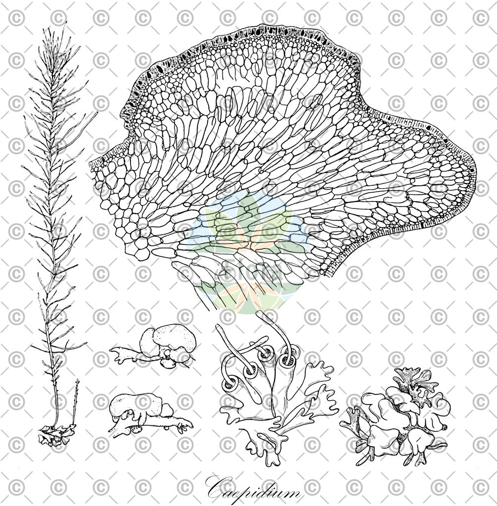HistAbb_wfo-0000762588_1_ENZY_Simple | Historische Abbildung von Caepidium - Adenocystaceae (0) | Historical Illustration of Caepidium - Adenocystaceae (0)
