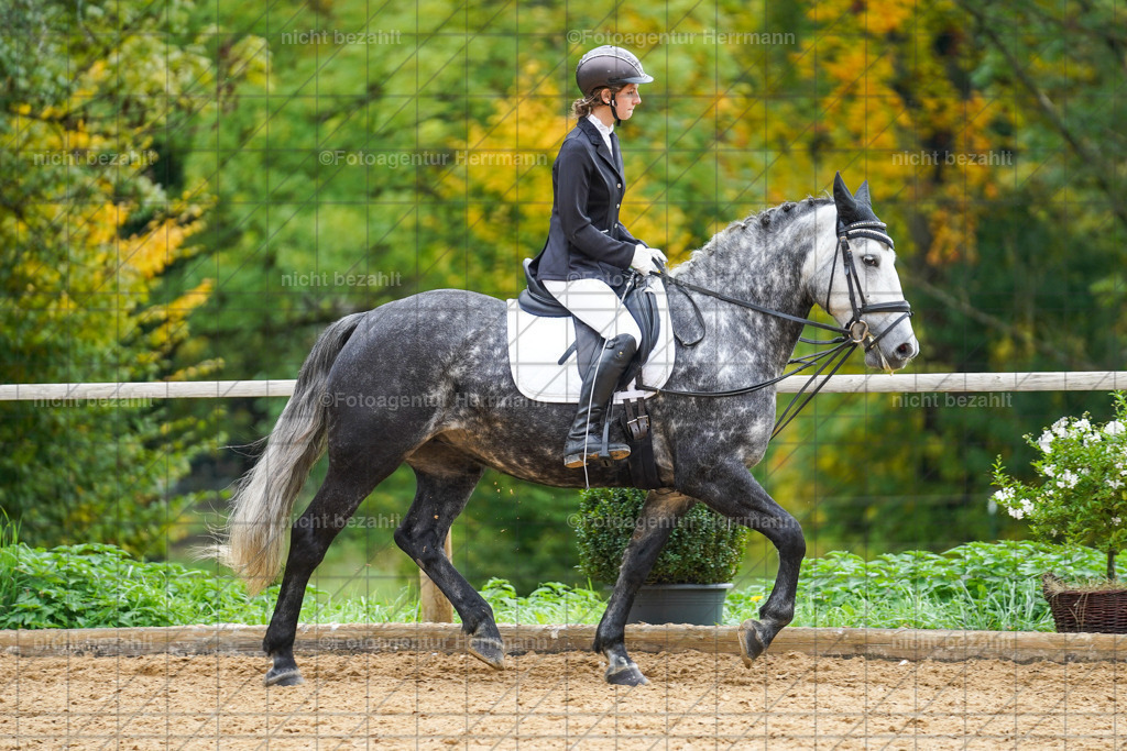 20221008-FAH01412 | Diessen am Ammersee, 2022, Dressur- und Springturnier, Reitsportbilder, Turnierfotografen Bayern, Pferdefotografen, Fotoagentur Herrmann, Turnierbilder