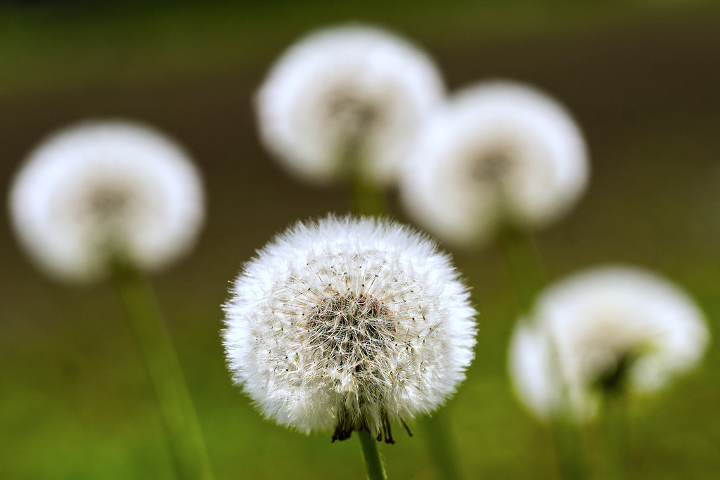 Löwenzahn | In diesem Shop werden vorwiegend künstlerisch hochstehende Aufnahmen aus dem Bereich der Naturfotografie zum Verkauf angeboten. - In this store mainly artistic high quality shots from the field of nature photography are offered for sale. - Realisiert mit Pictrs.com