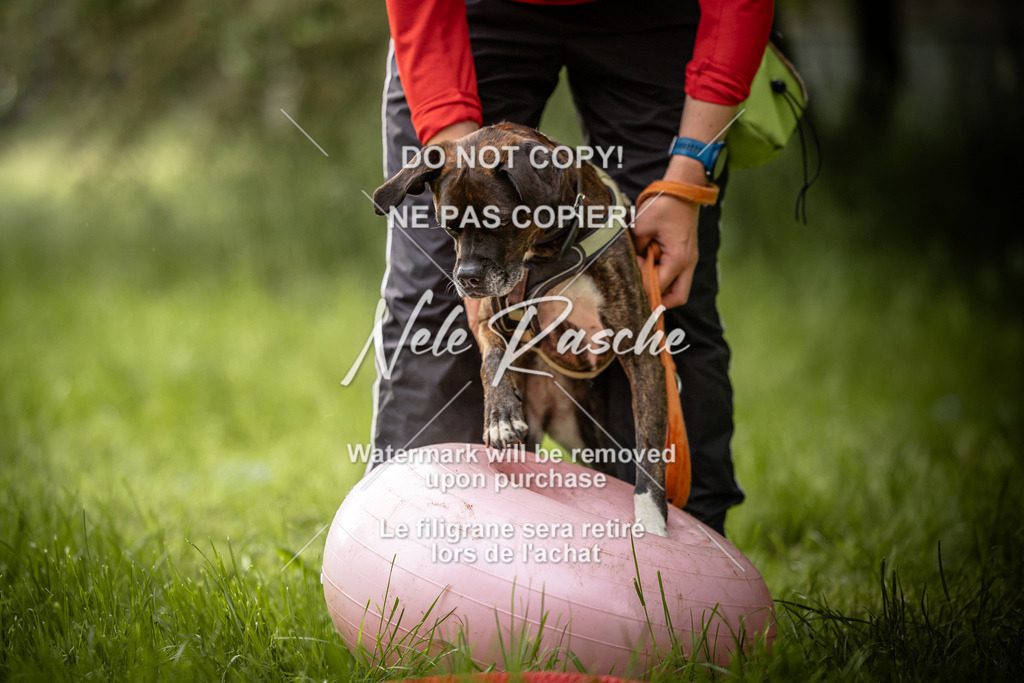nelerasche_So-earlydog_89 | nelerasche