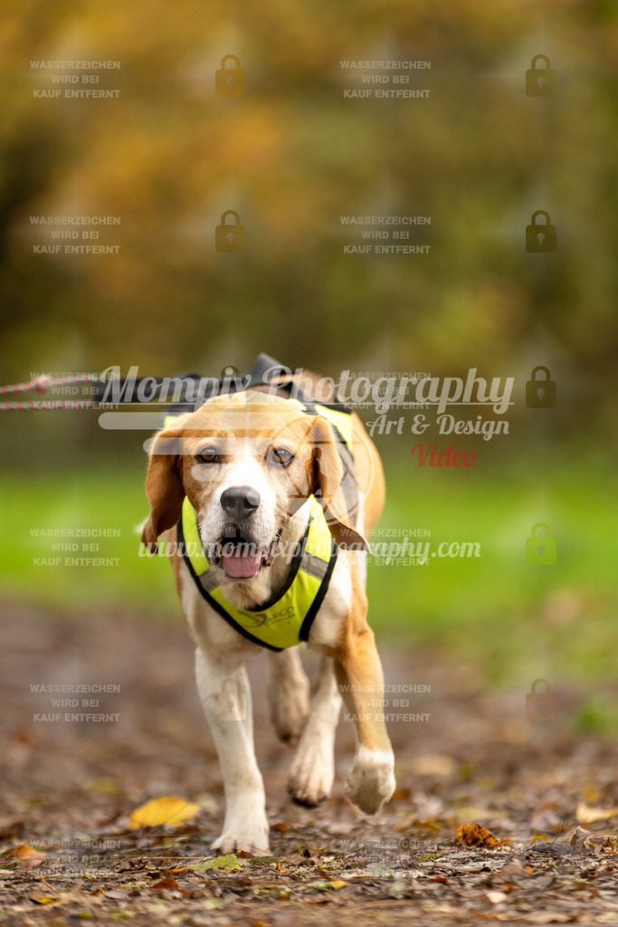 MompixPhotography_Bischwiller23_Canicross-141 | PayLife