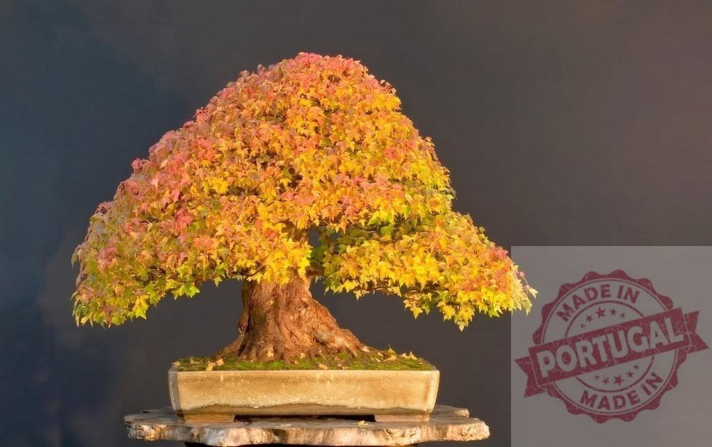 Trident maple bonsai showing vibrant autumn colors | Bonsai tree with many orange, yellow, and red leaves in a ceramic pot - Realized with Pictrs.com