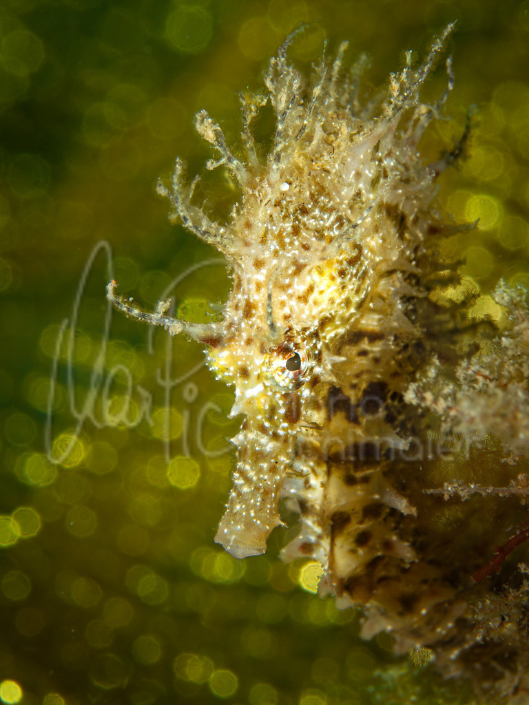 Hippocampus guttulatus | "Rocky" Langschnäuziges Seepferdchen / Cast: Caballito de mar moteado, Fr: Hippocampe moucheté. Eng: Long-snouted seahorse - Realisiert mit Pictrs.com