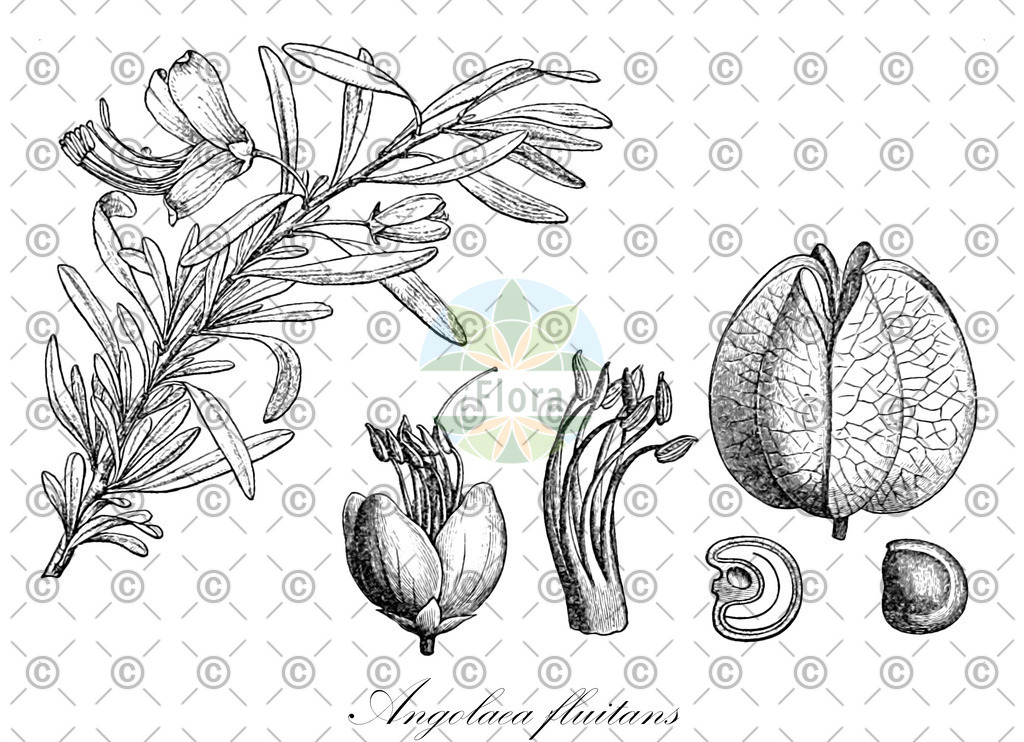 HistAbb_wfo-0000536542_136_ENZY_Simple | Historische Abbildung von Angolaea fluitans - Podostemaceae | Historical Illustration of Angolaea fluitans - Podostemaceae